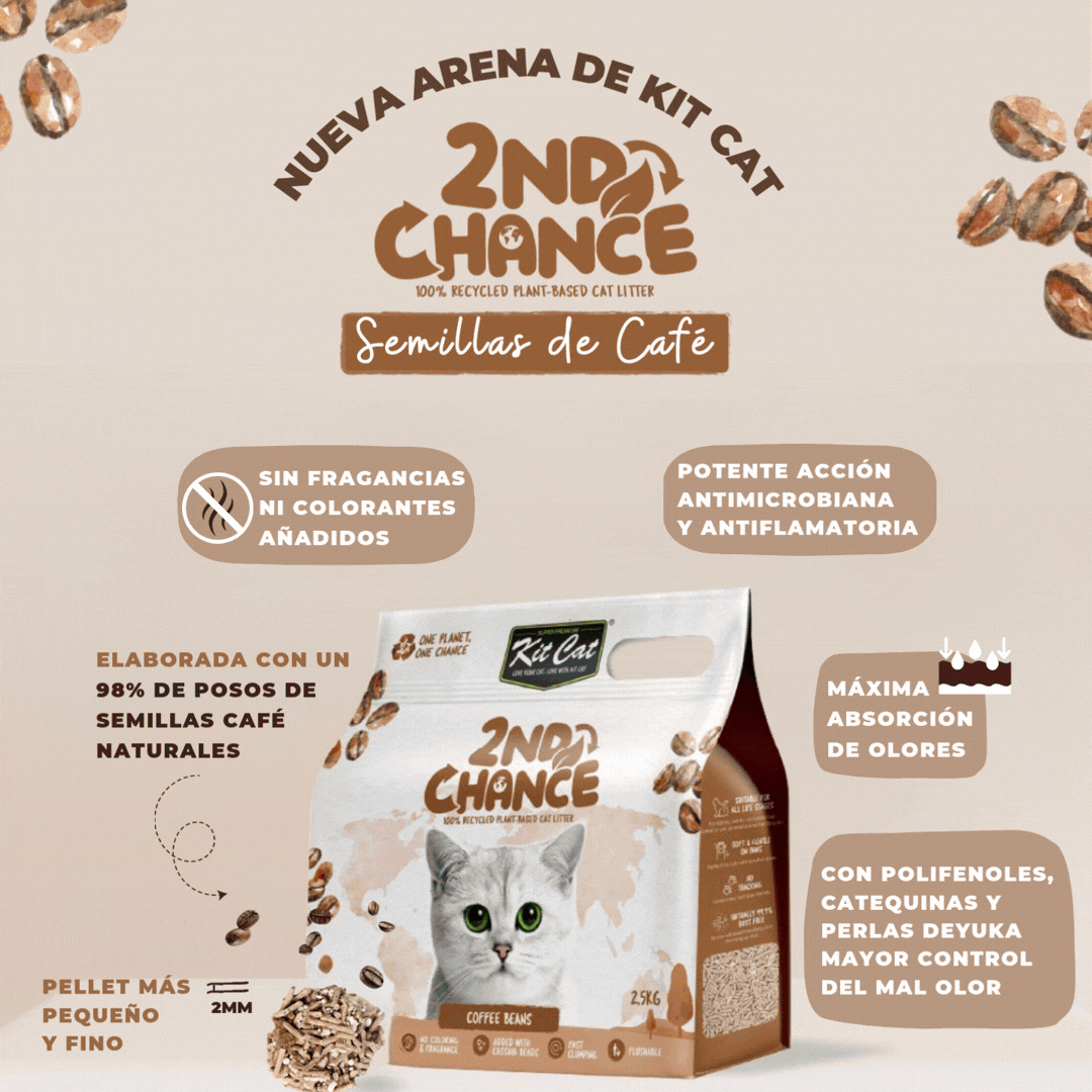 Arena Second Chance Kit Cat